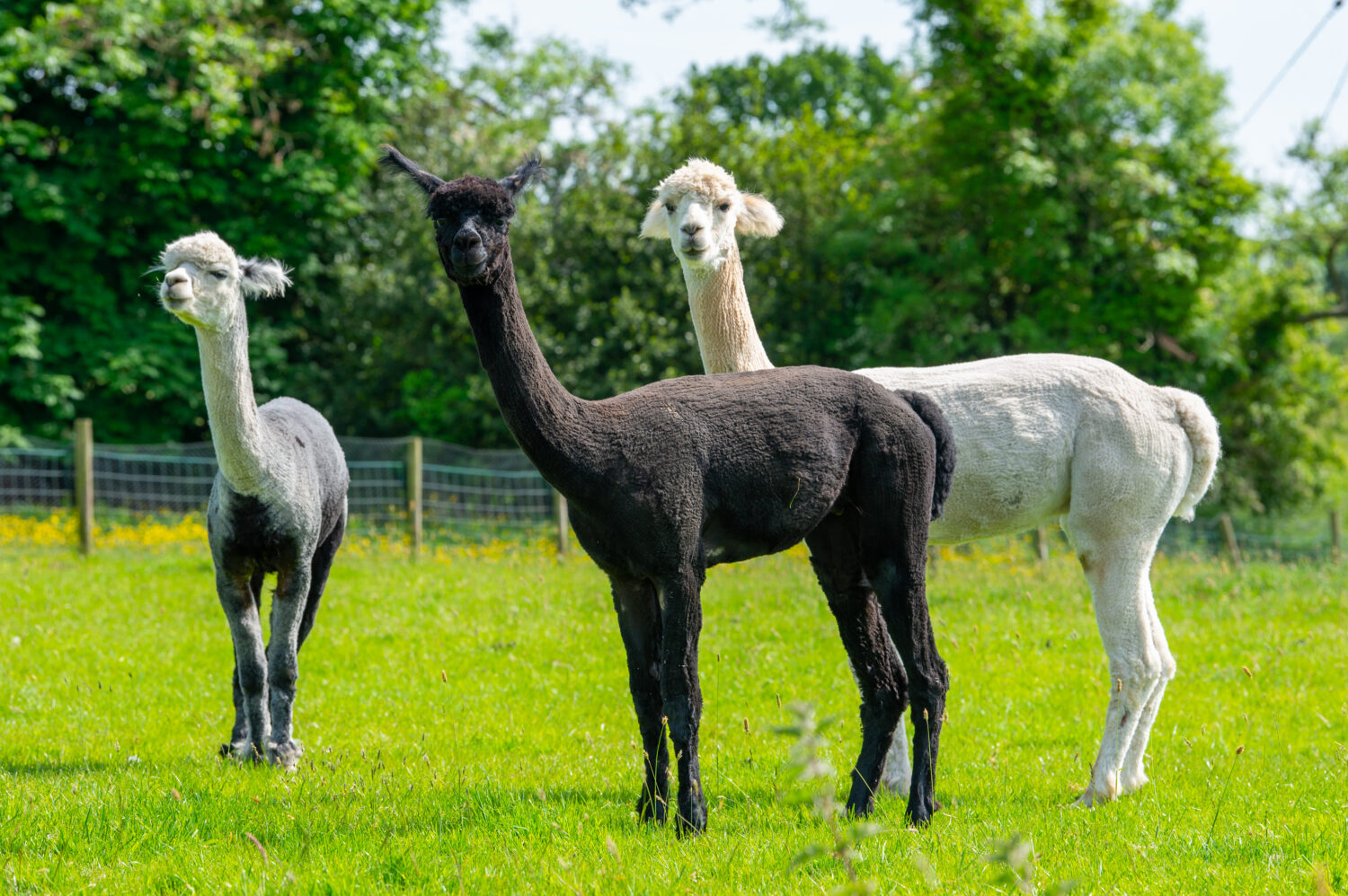 Alpacas at Alpaca Fold