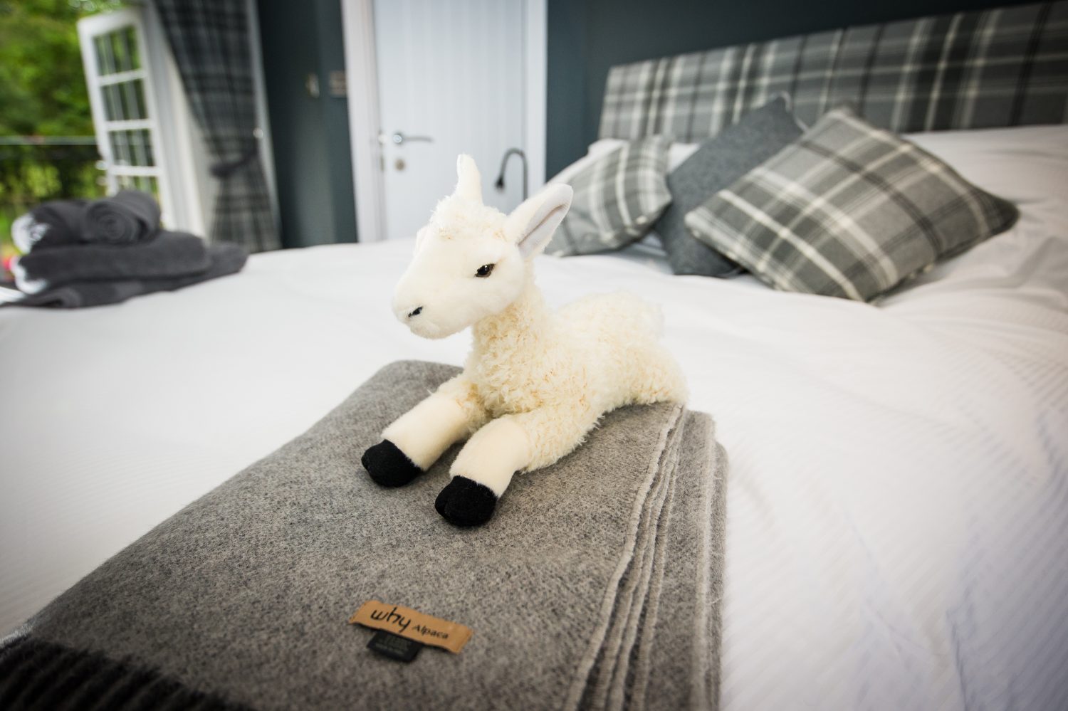 Our Alpaca Fold Sheep Will Look After You